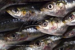 Image du Maroc Professionnelle de  Arrivée des sardines fraiches dans une conserverie à Agadir, ville située au sud du Maroc, Vendredi 23 Août 2002. (Photo / Abdeljalil Bounhar) 